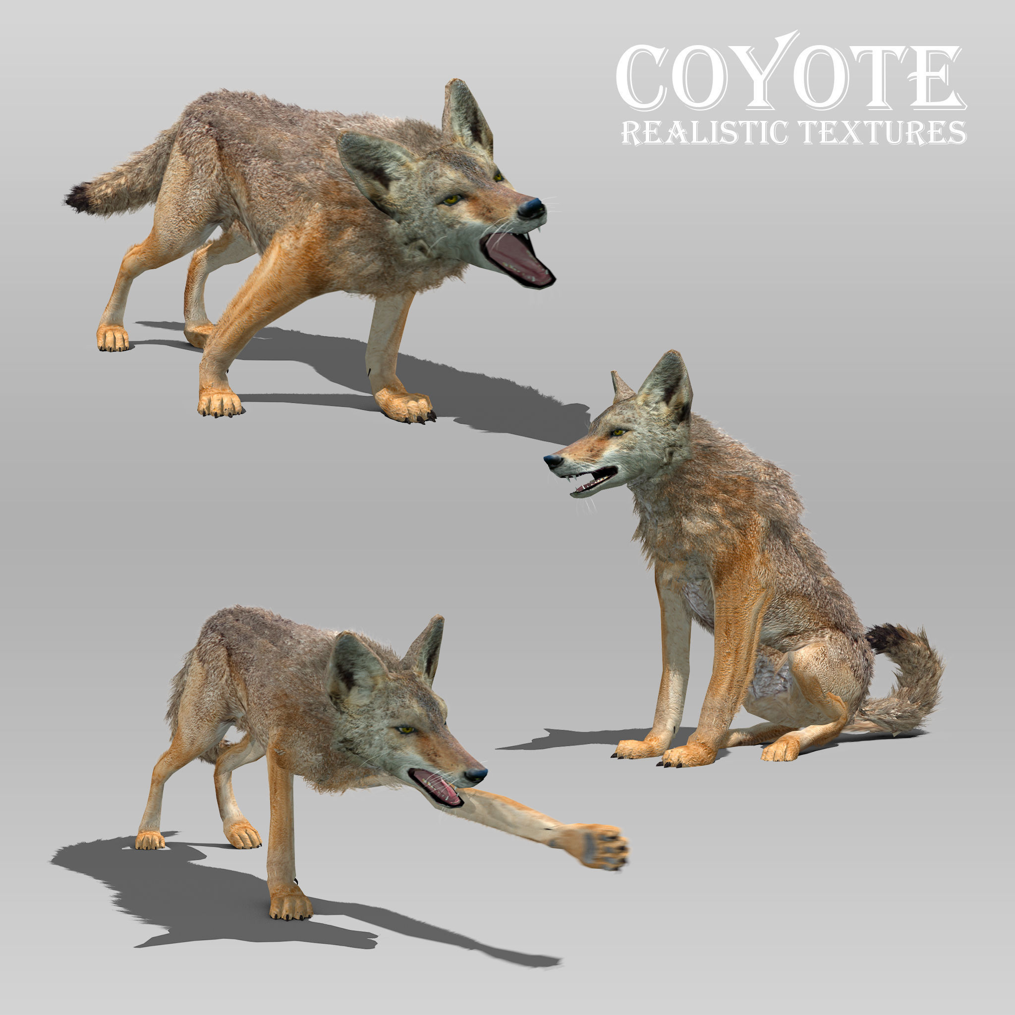 Coyote Animated Low-poly 3D model_4