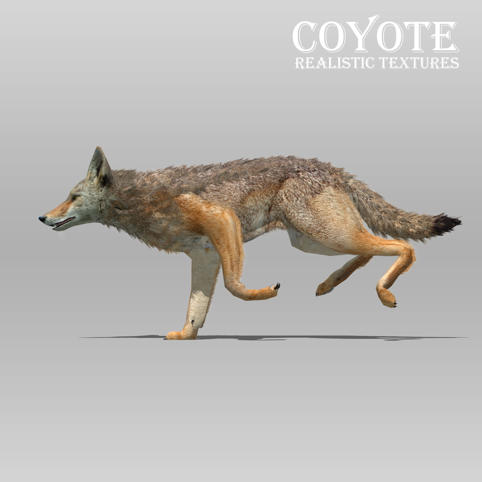 Coyote Animated Low-poly 3D model_1