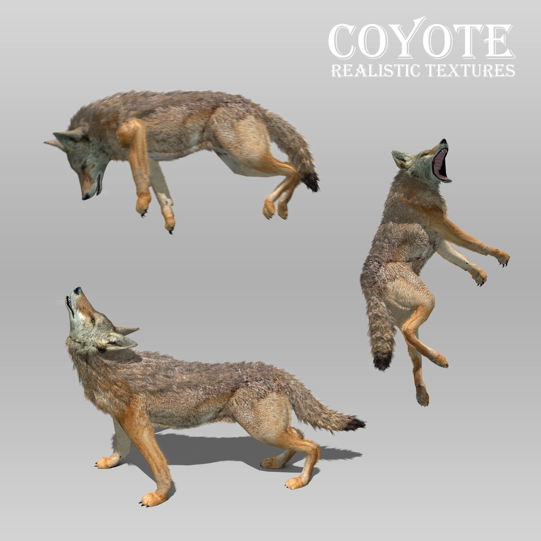 Coyote Animated Low-poly 3D model_3