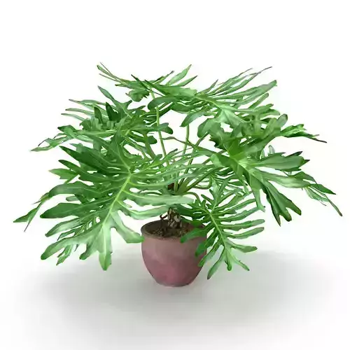 Philodendron Selluom