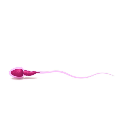 Sperm 3D model