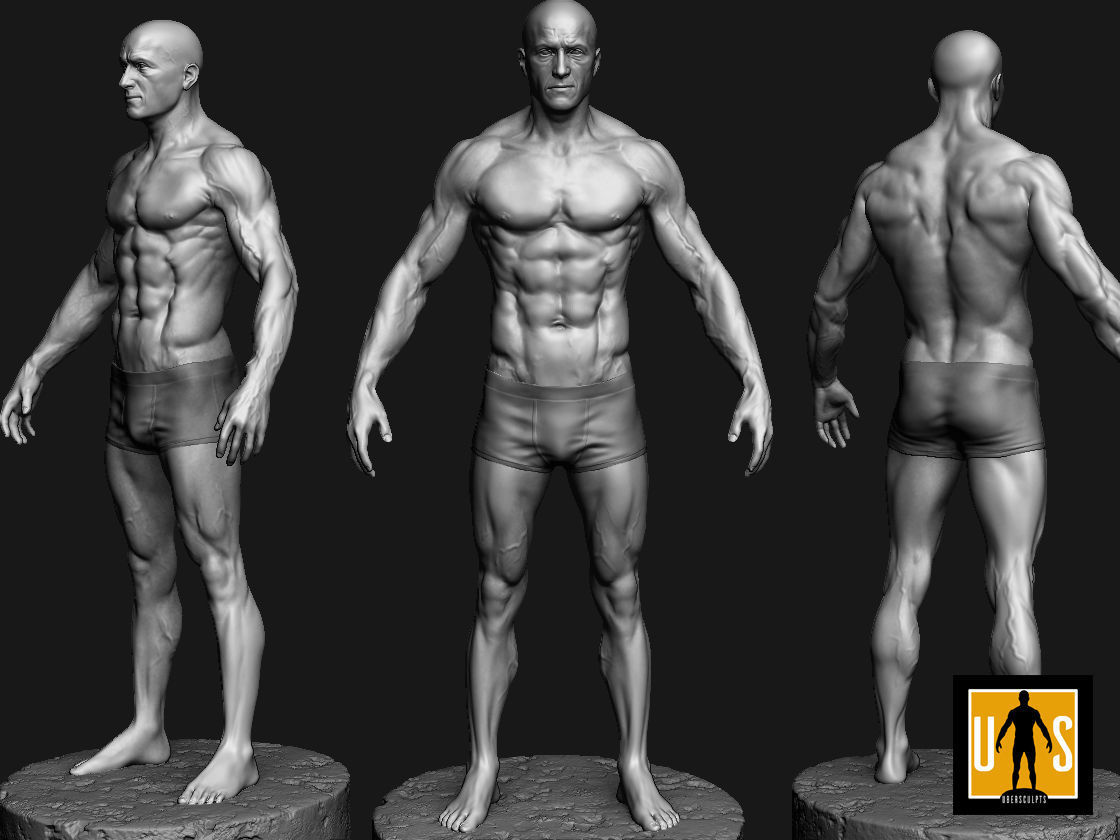 male anatomy study 3D print model_1