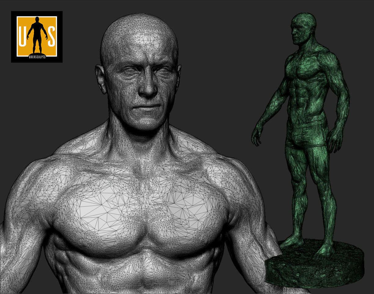 male anatomy study 3D print model_6