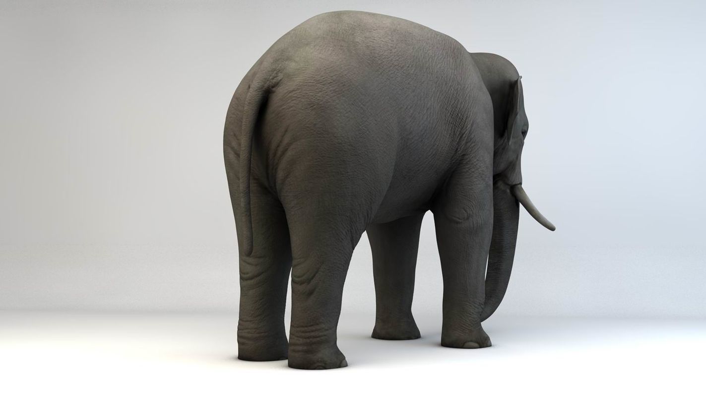 Asian Elephant Low-poly 3D model_5