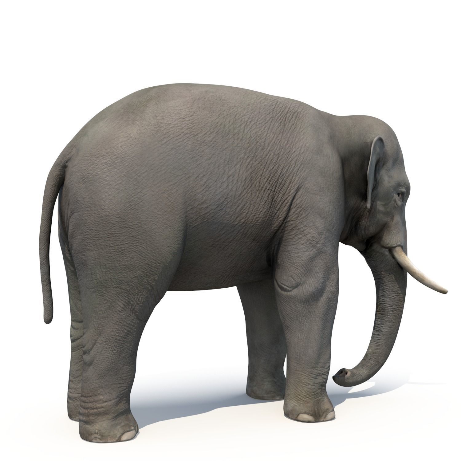 Asian Elephant Low-poly 3D model_2