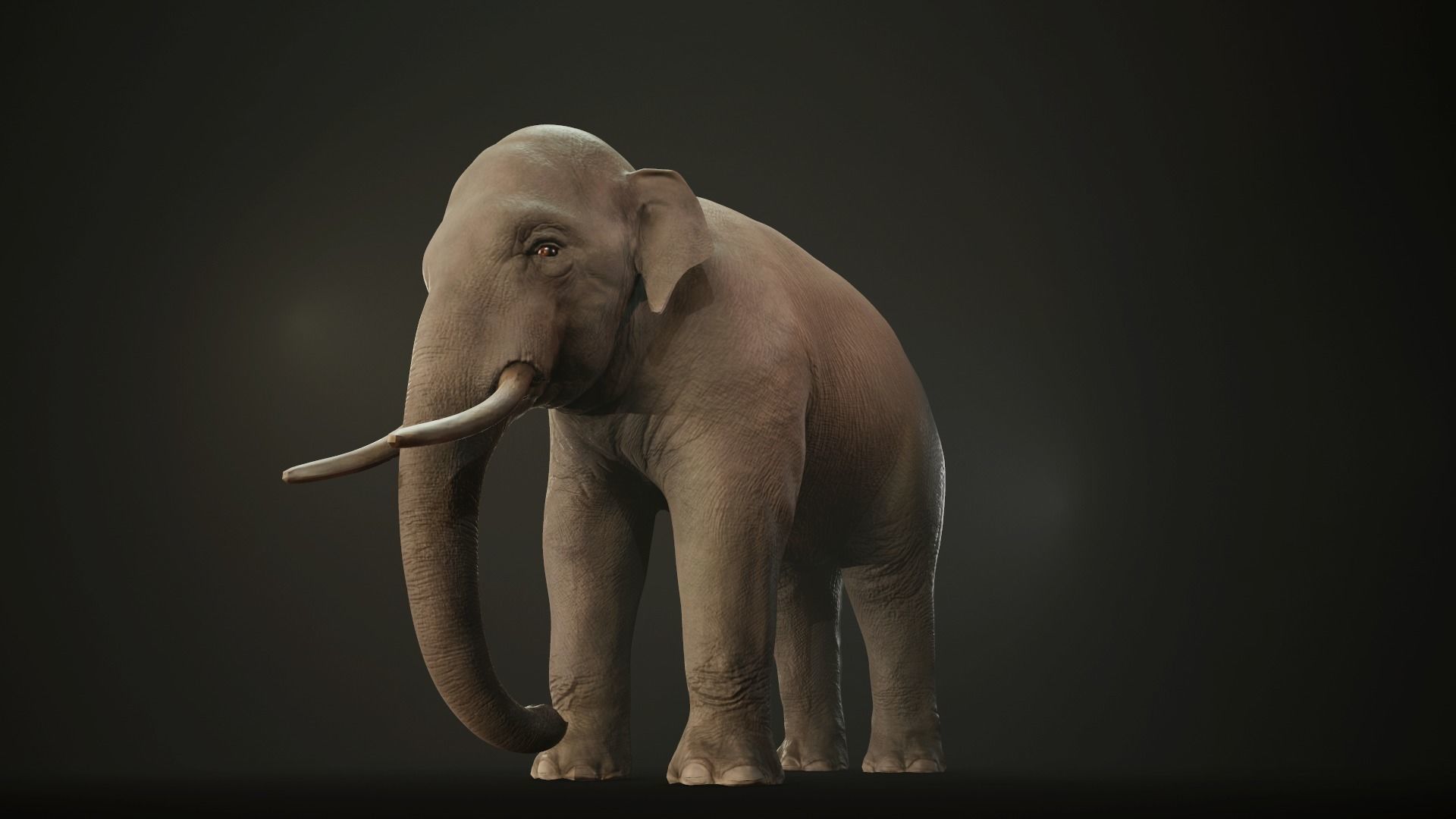 Asian Elephant Low-poly 3D model_9