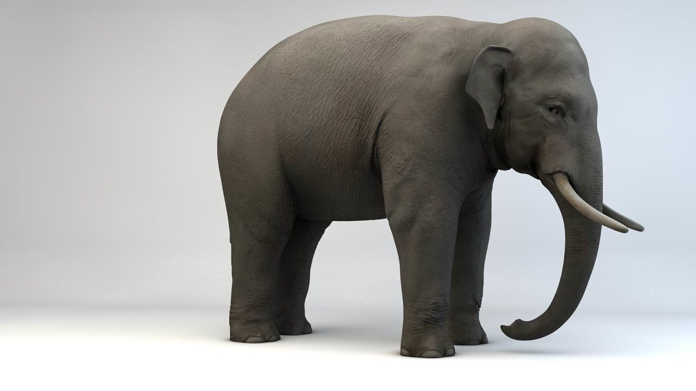 Asian Elephant Low-poly 3D model_6
