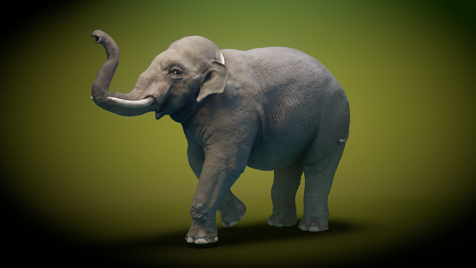 Asian Elephant Low-poly 3D model_3