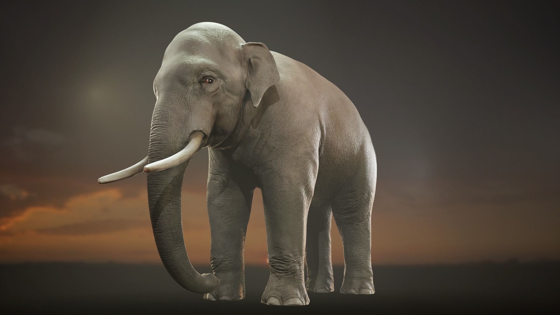 Asian Elephant Low-poly 3D model_10