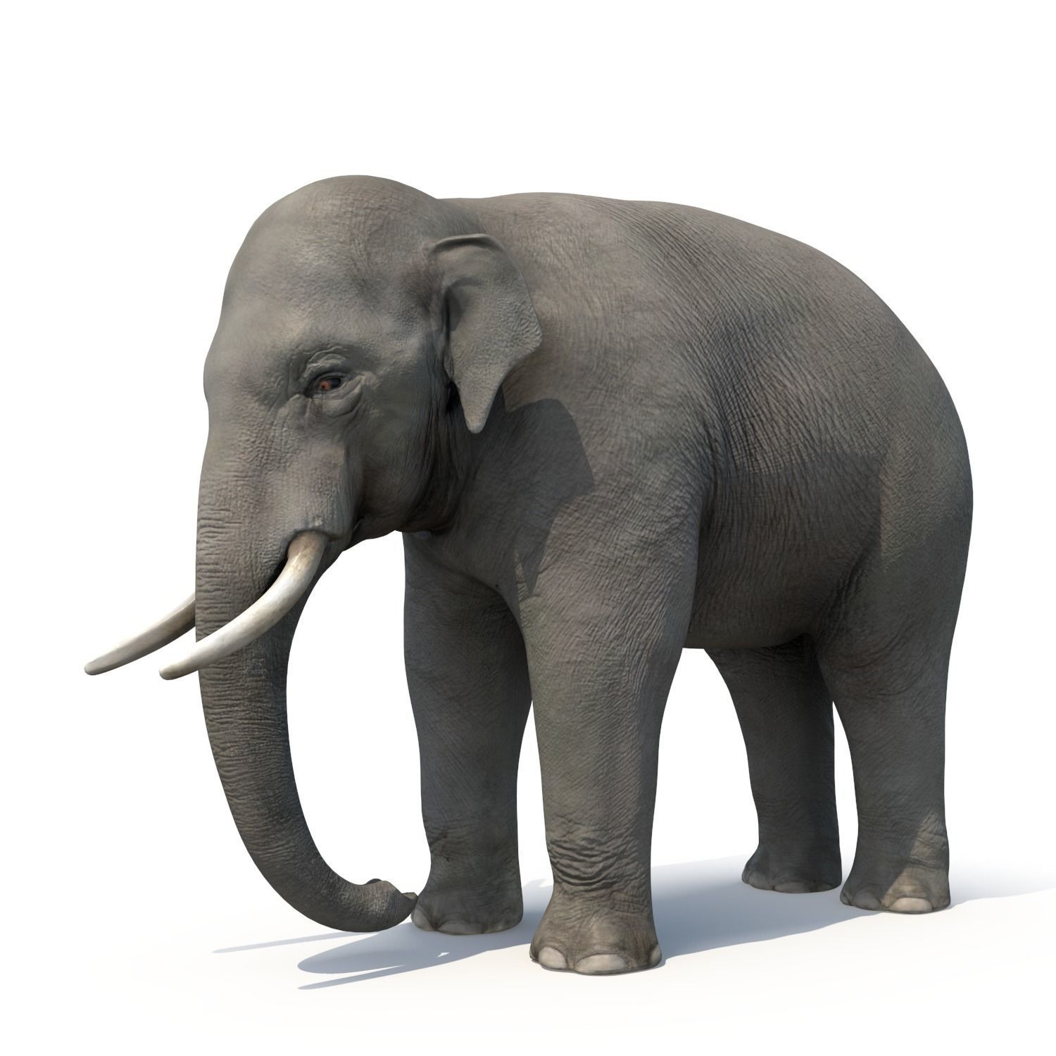 Asian Elephant Low-poly 3D model_1