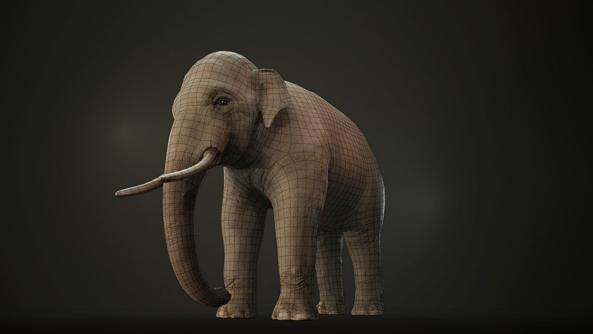 Asian Elephant Low-poly 3D model_8
