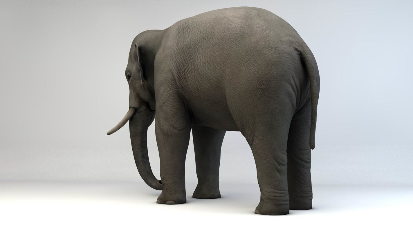 Asian Elephant Low-poly 3D model_7