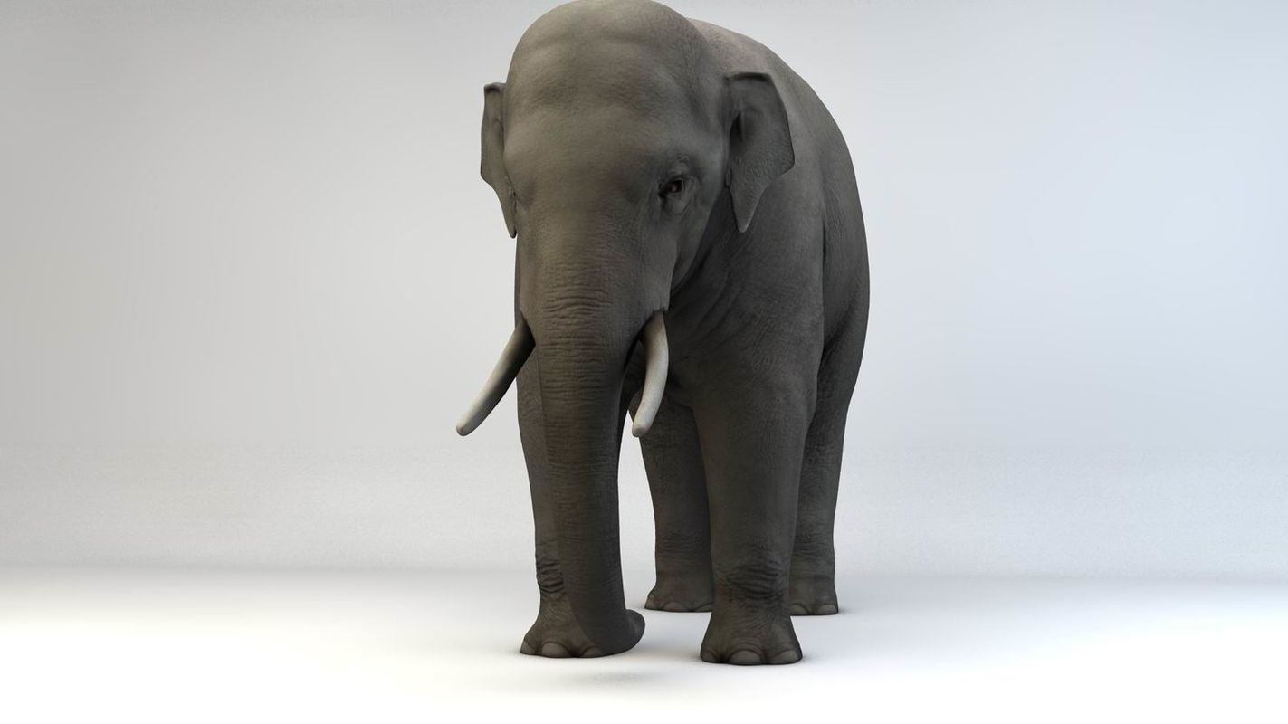 Asian Elephant Low-poly 3D model_4