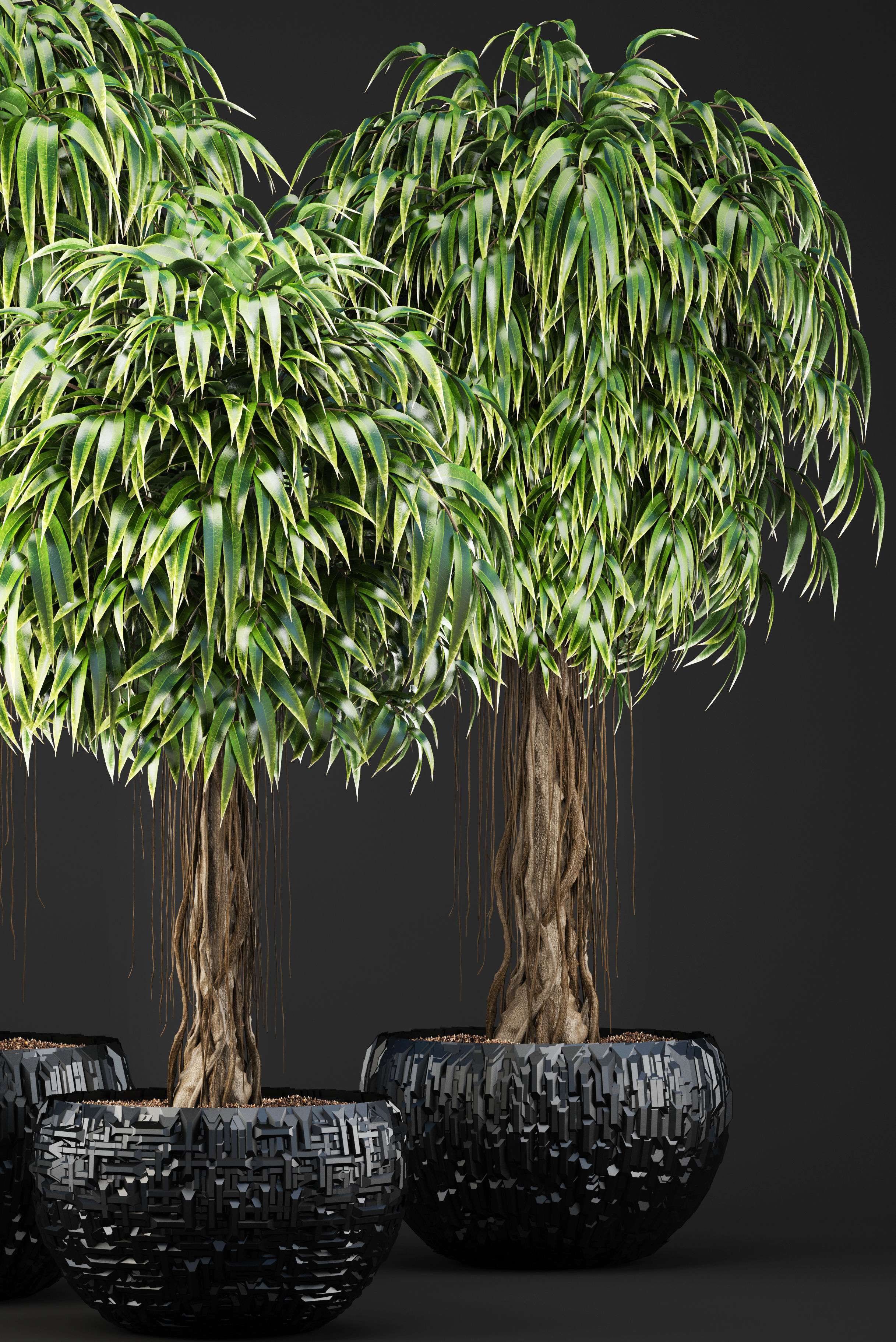 Ficus Alii trees 3D model_1