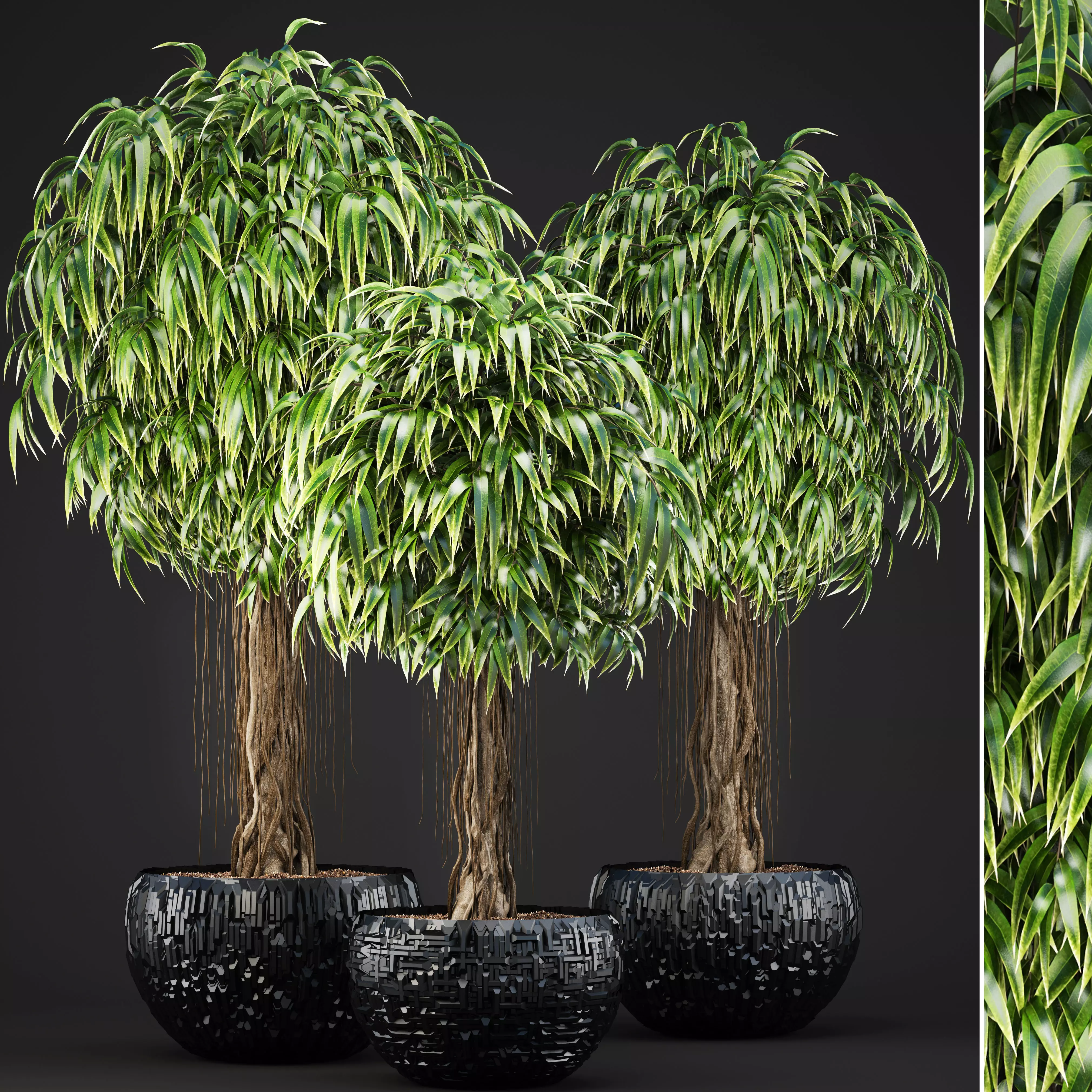 Ficus Alii trees 3D model_0