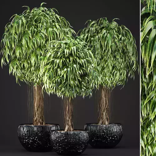 Ficus Alii trees 3D model