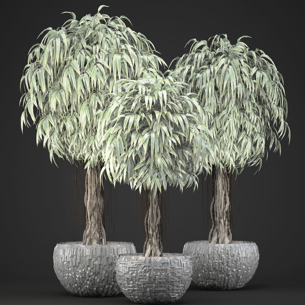 Ficus Alii trees 3D model_8