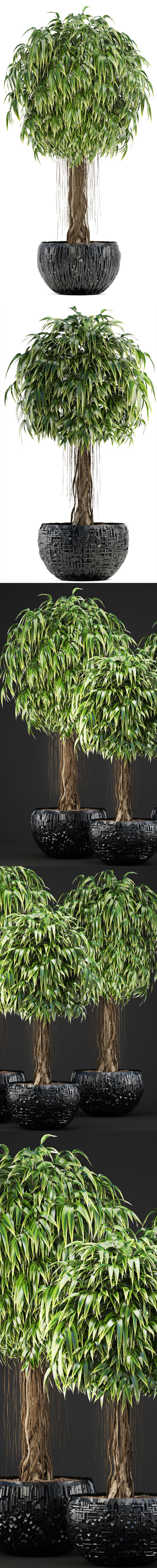 Ficus Alii trees 3D model_2