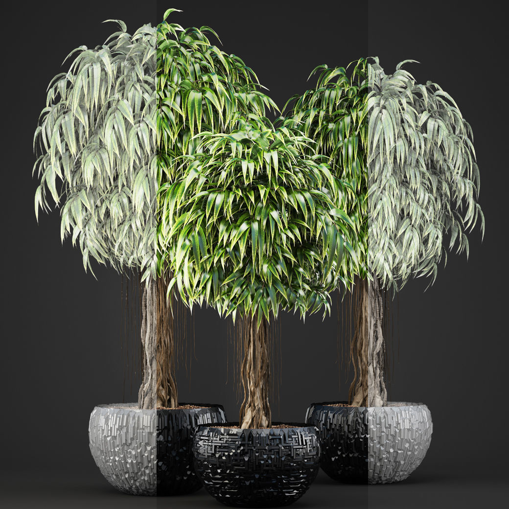 Ficus Alii trees 3D model_6