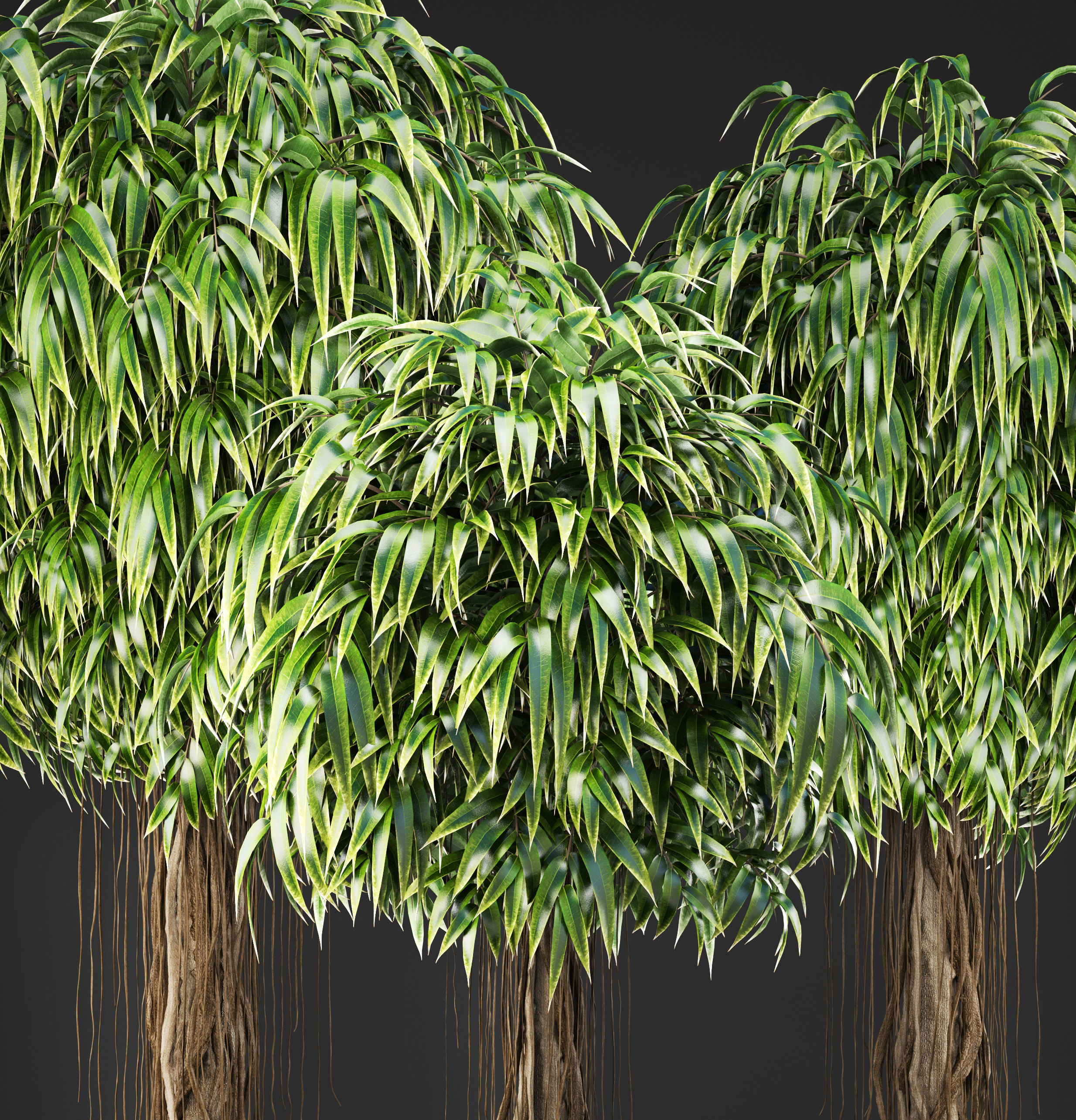 Ficus Alii trees 3D model_5