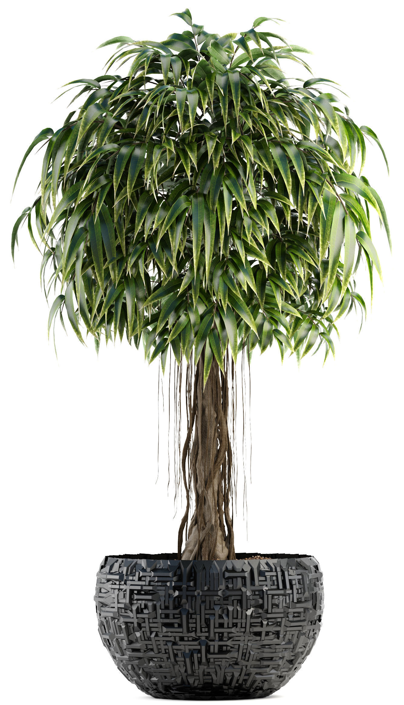 Ficus Alii trees 3D model_11