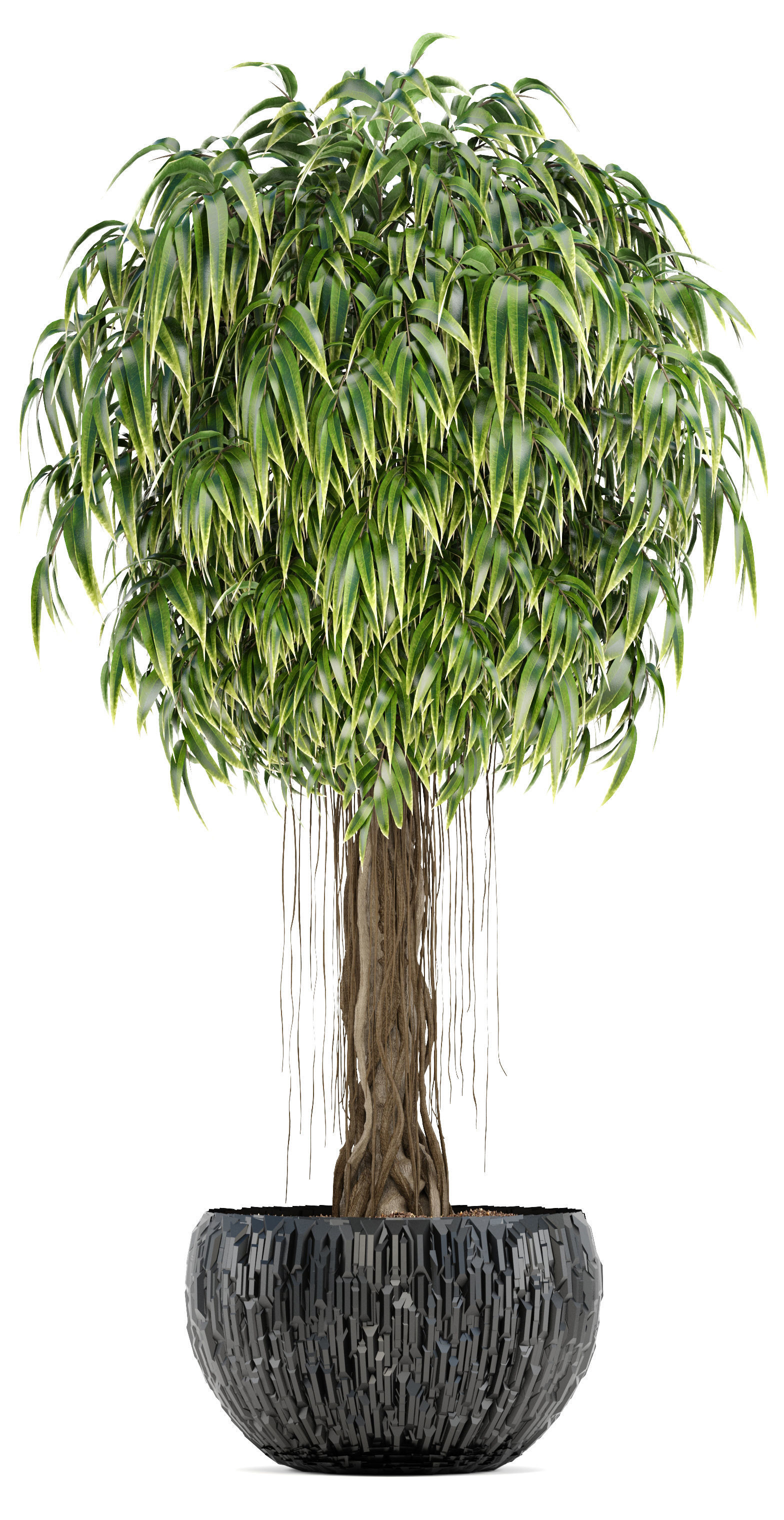 Ficus Alii trees 3D model_9