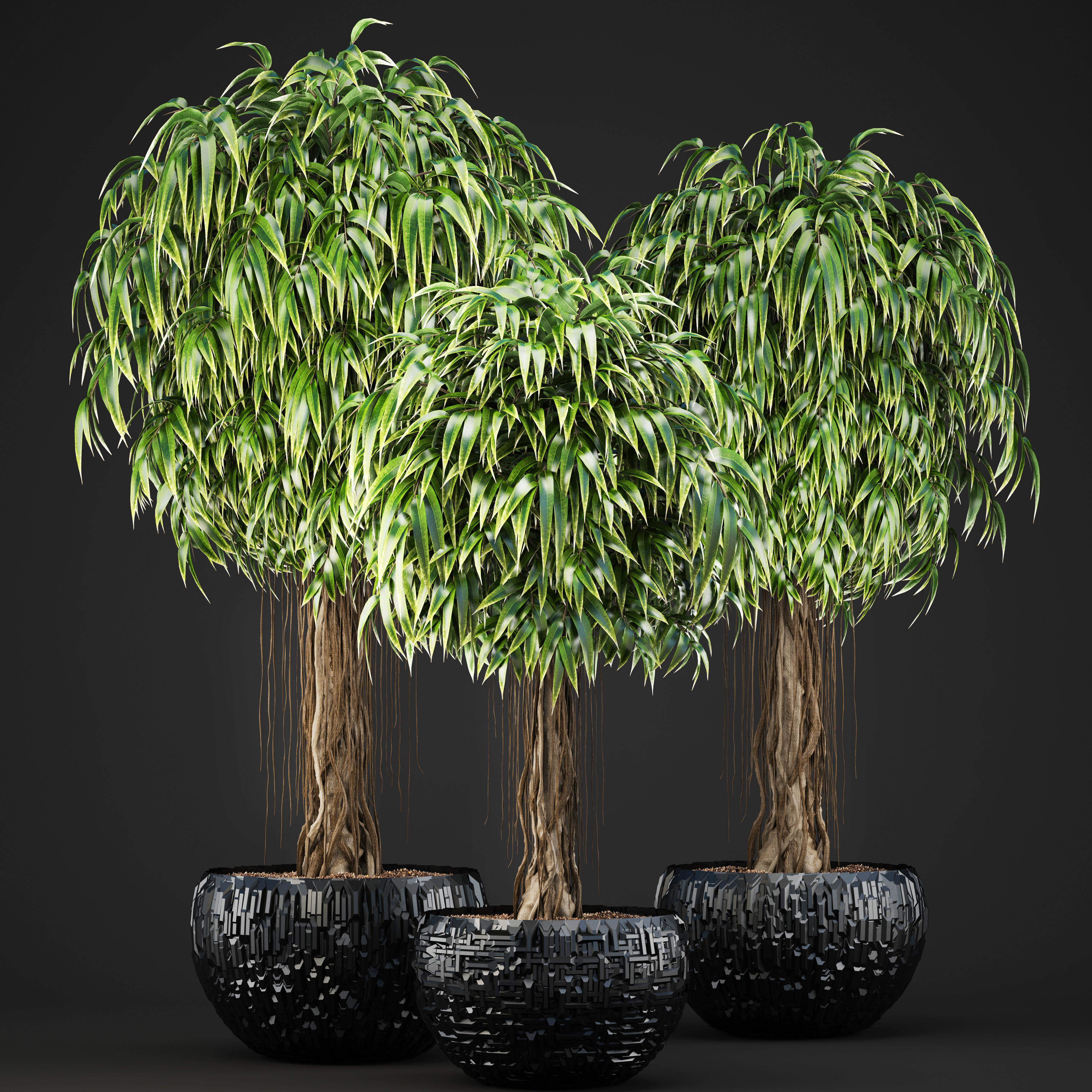Ficus Alii trees 3D model_3