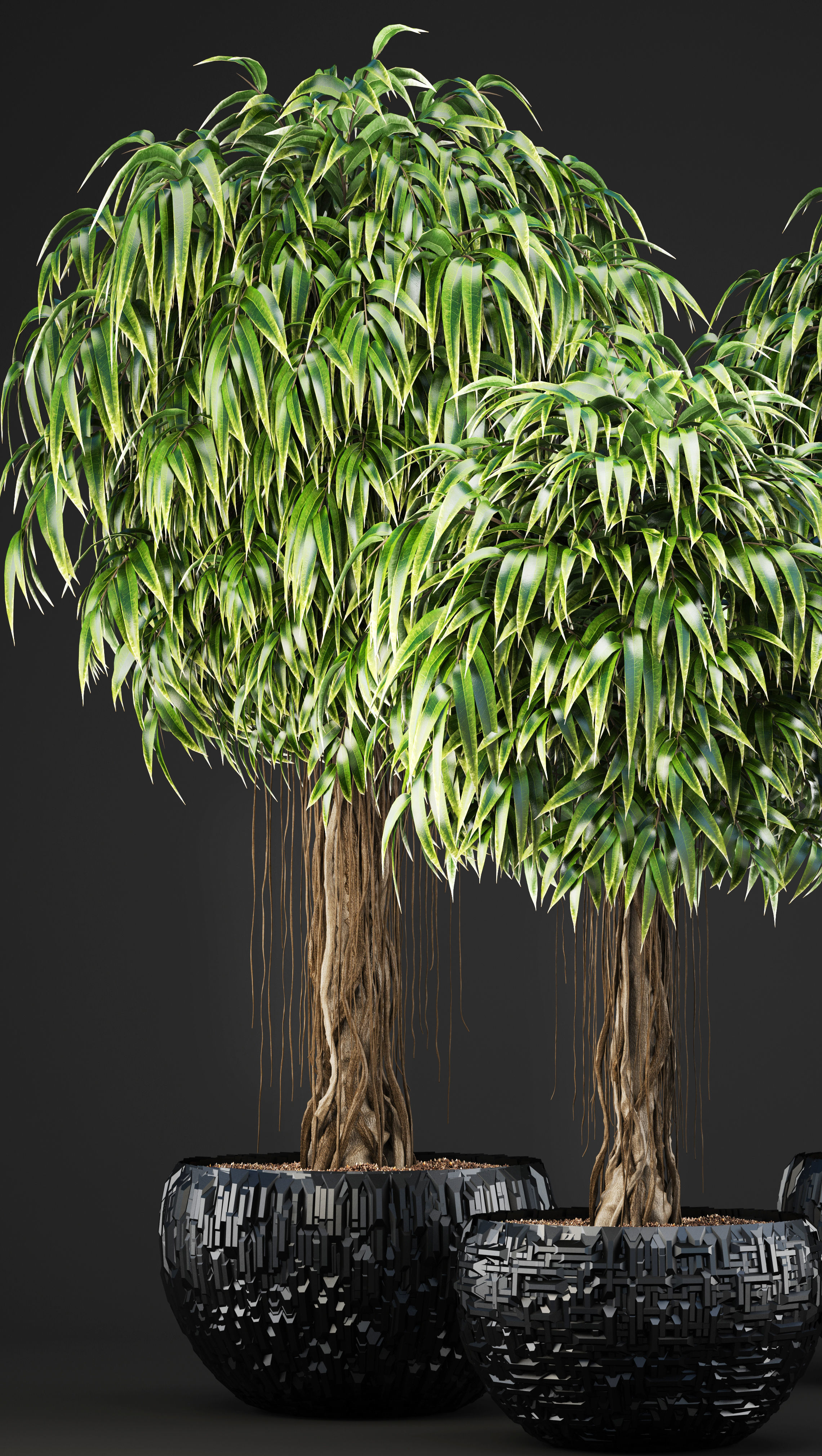 Ficus Alii trees 3D model_4