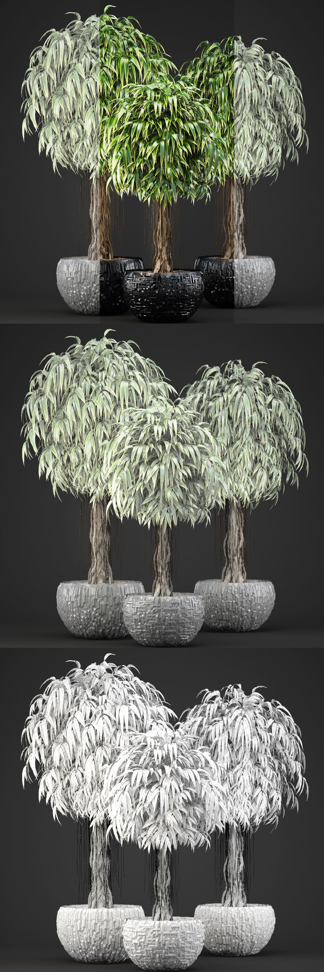 Ficus Alii trees 3D model_12