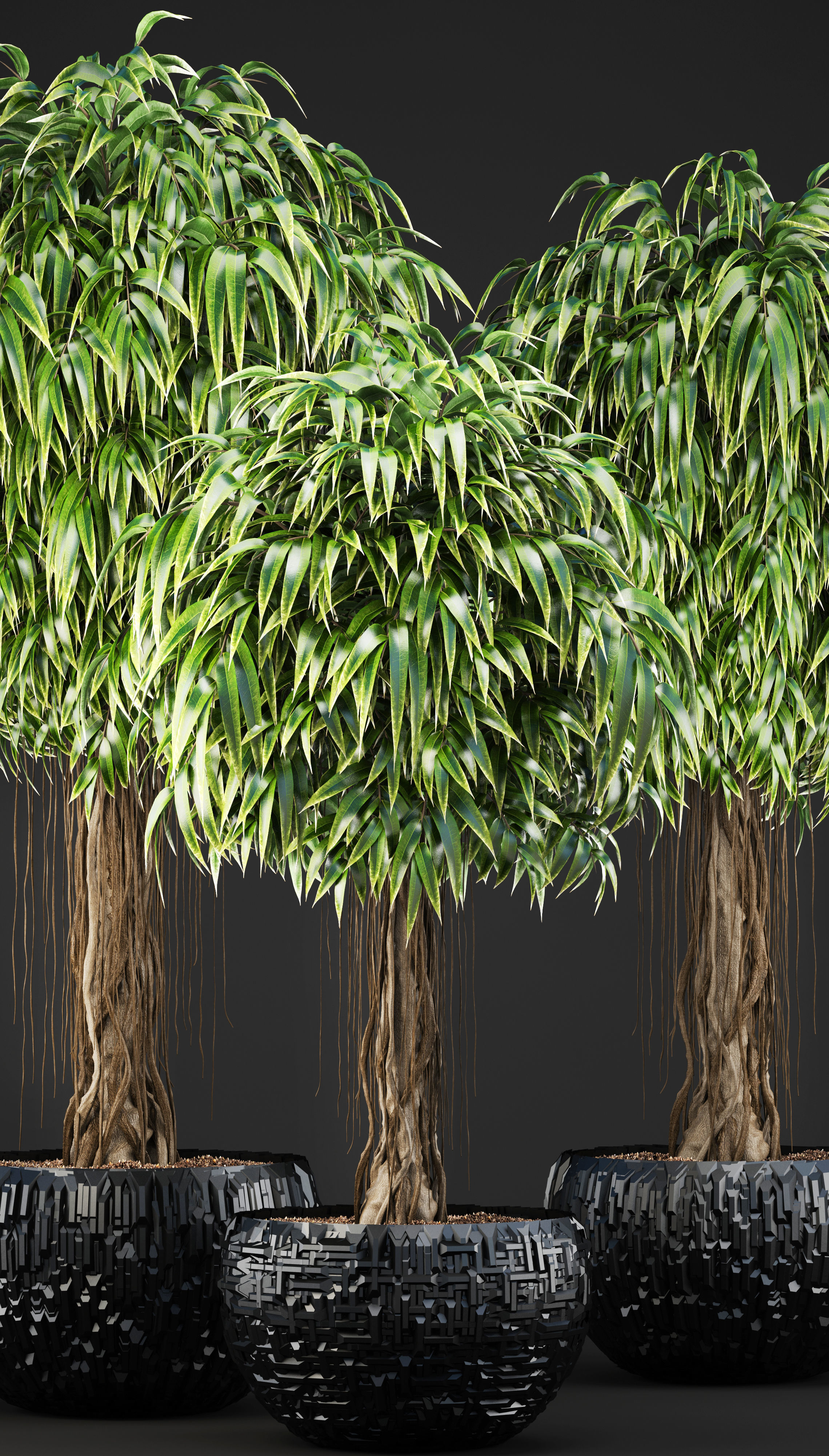 Ficus Alii trees 3D model_7