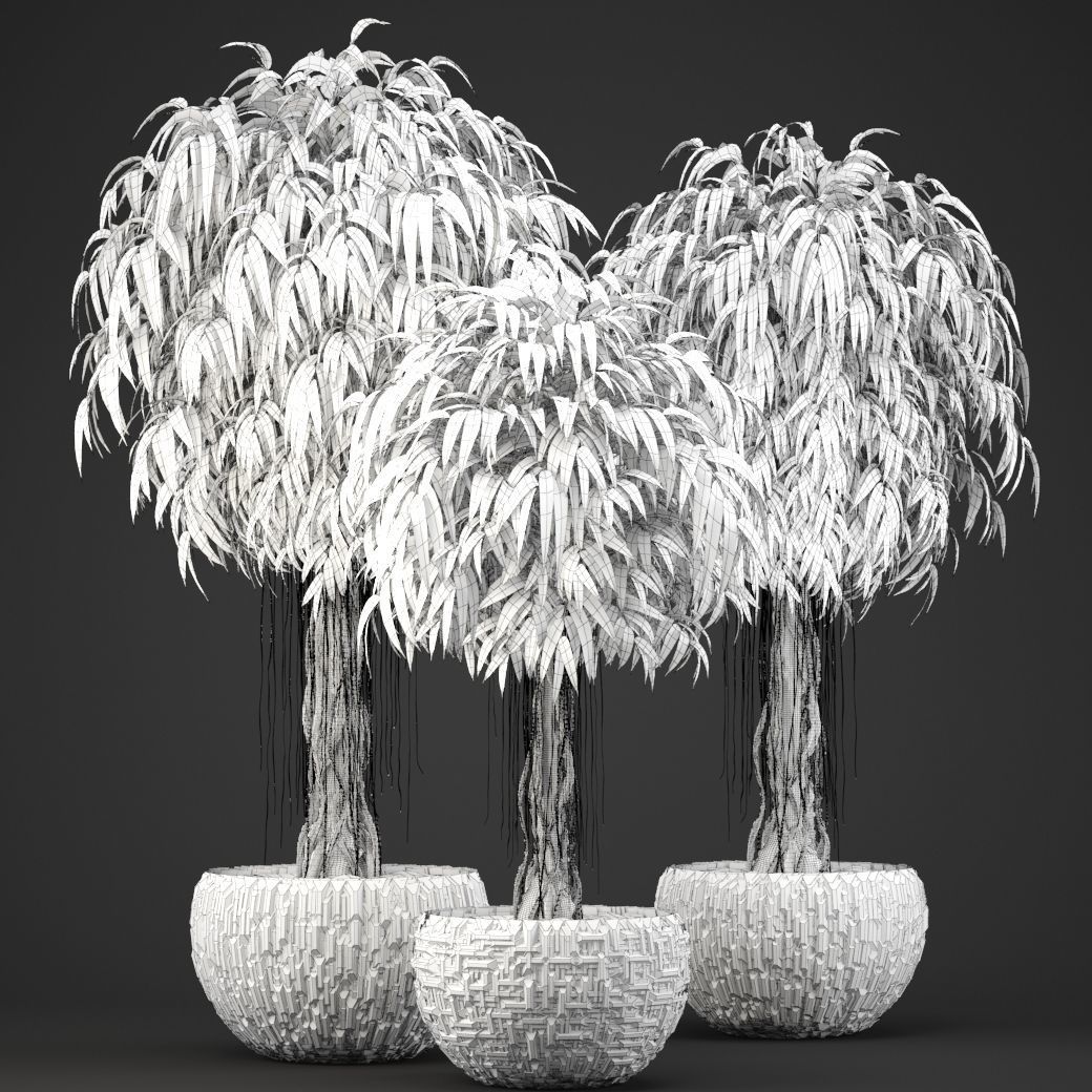 Ficus Alii trees 3D model_10