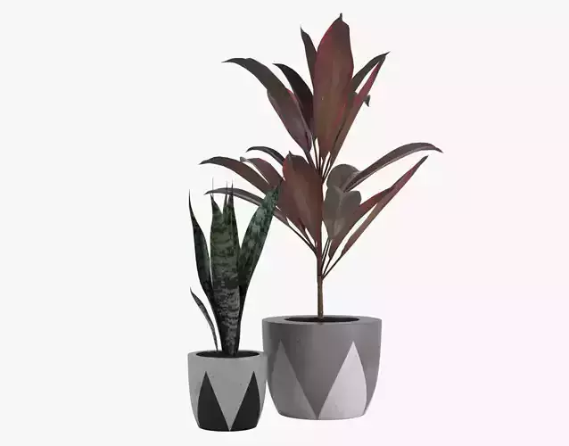 Pot Plant 23