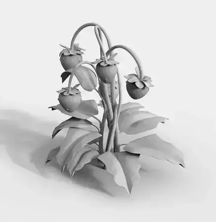 strawberries stylized