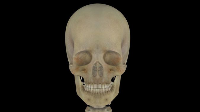 Human Skeleton 3D model