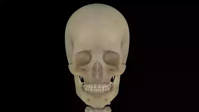 Human Skeleton 3D model
