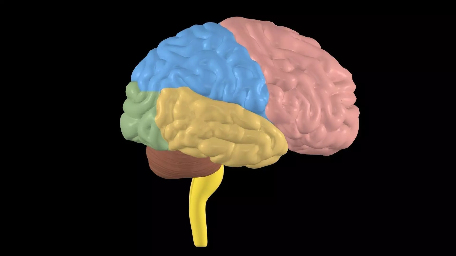 Nervous System 3D model