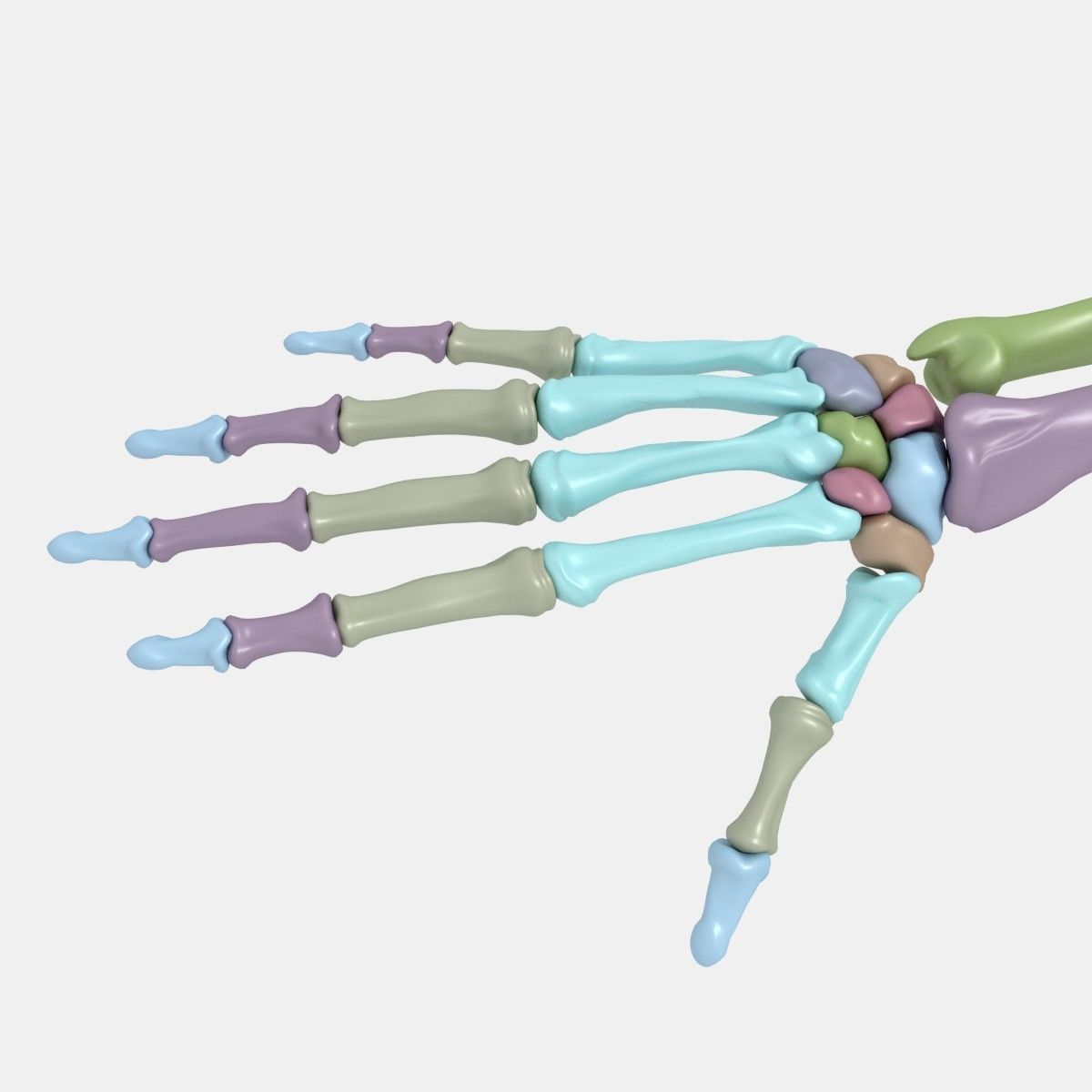 Plastic skeleton 3D model_2