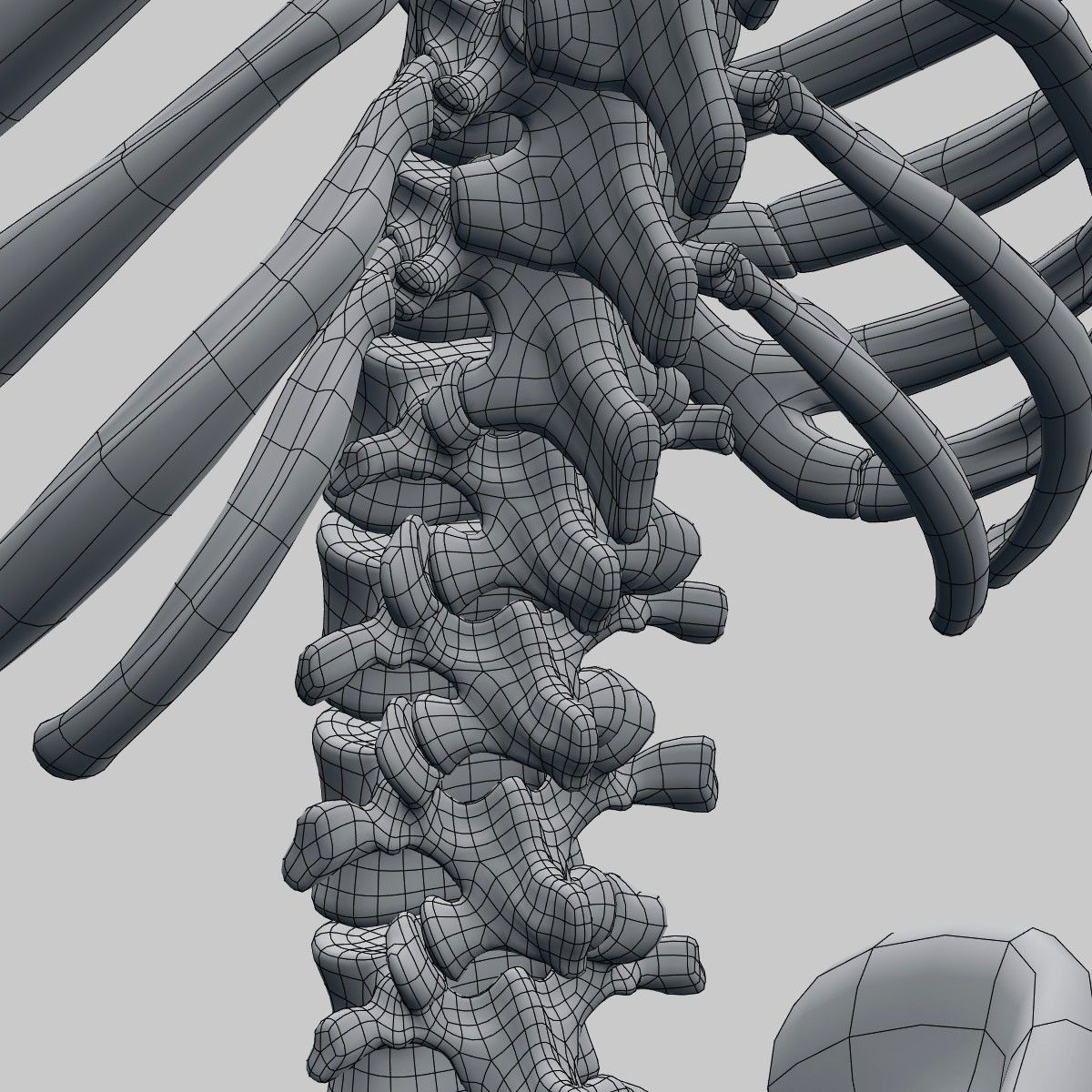 Plastic skeleton 3D model_11