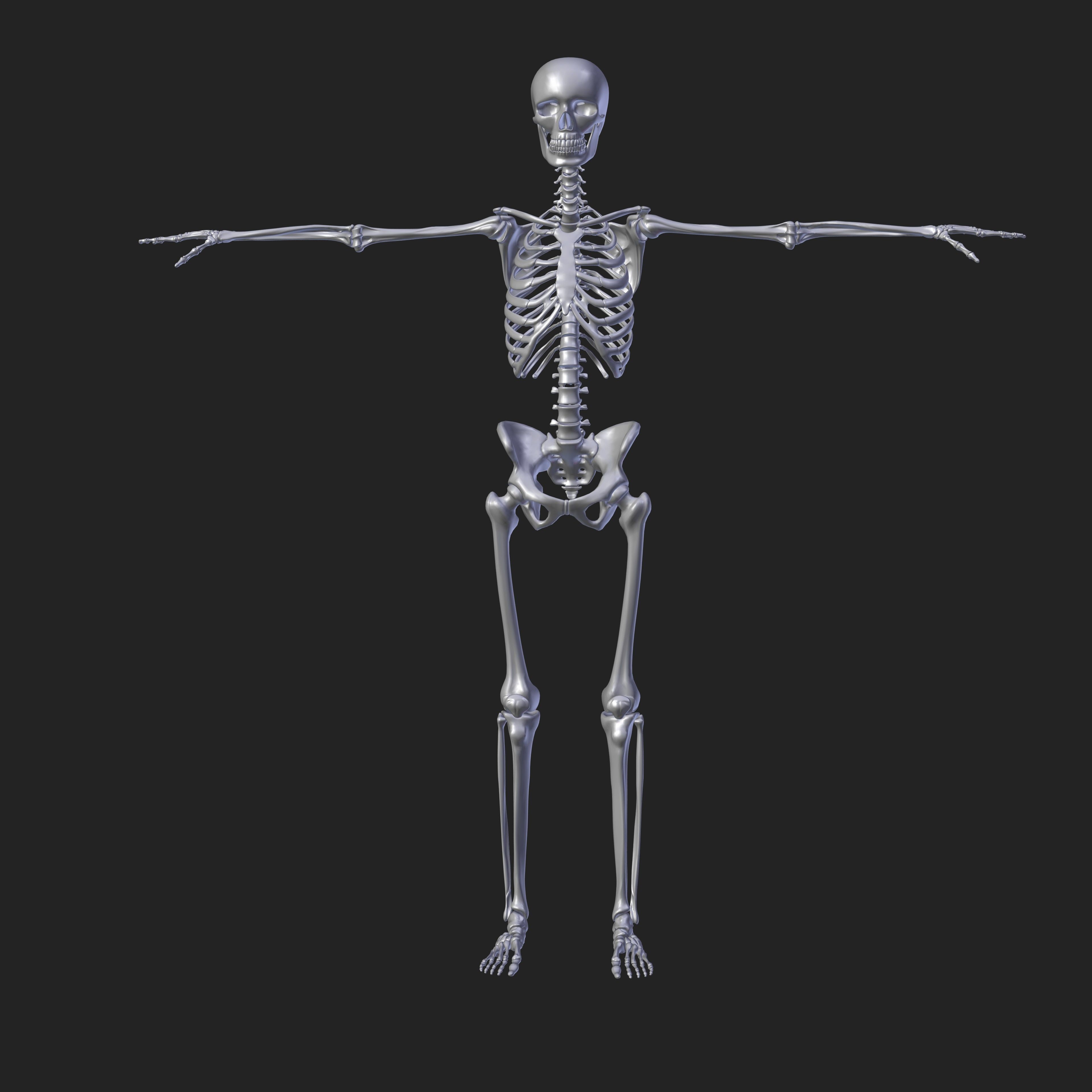 Plastic skeleton 3D model_5