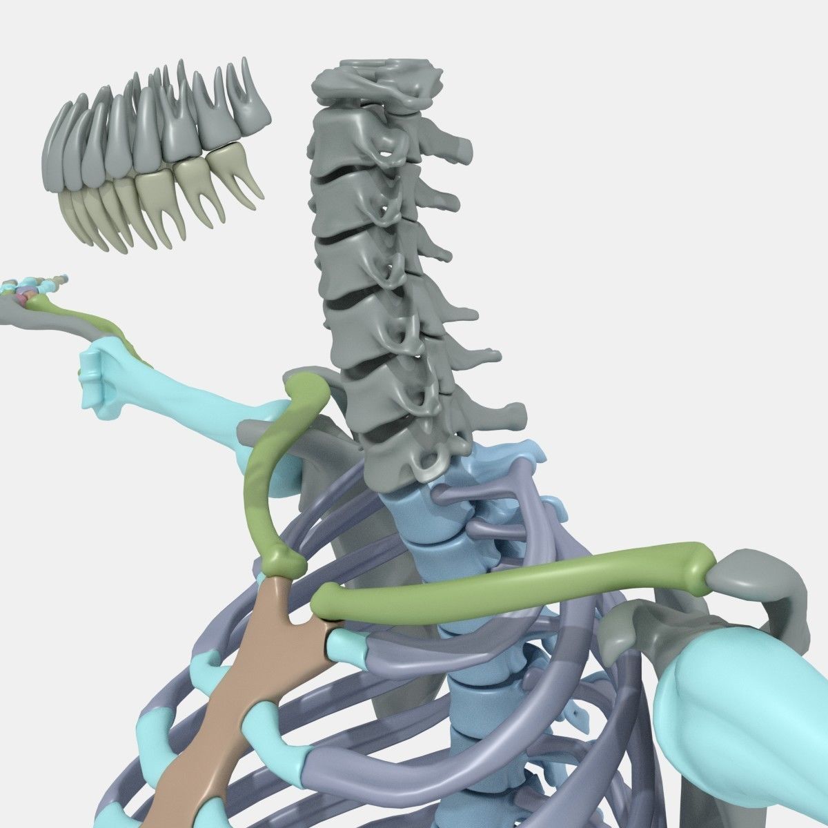 Plastic skeleton 3D model_4