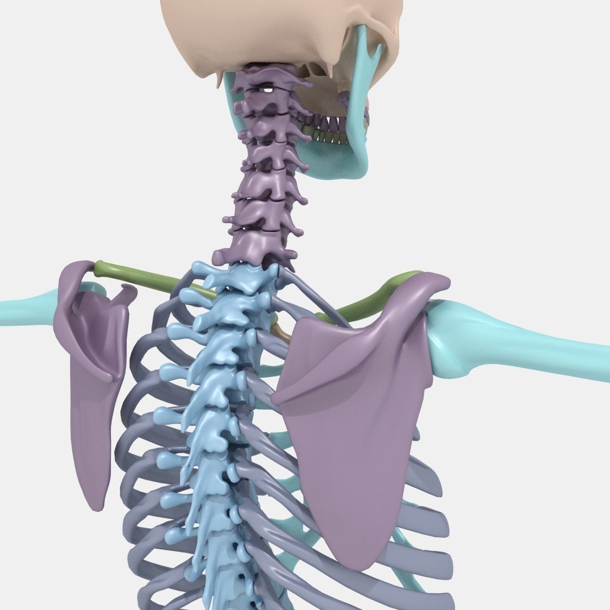 Plastic skeleton 3D model_3
