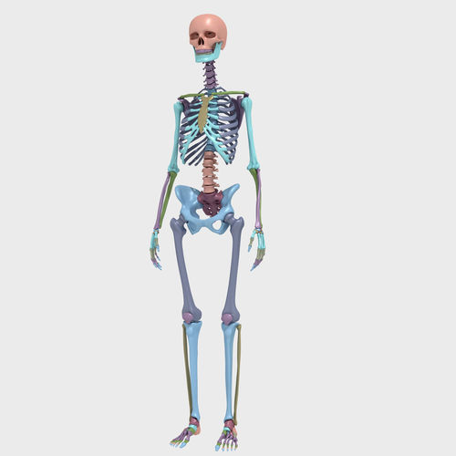 Plastic skeleton 3D model