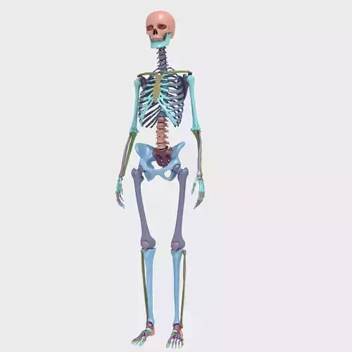 Plastic skeleton 3D model