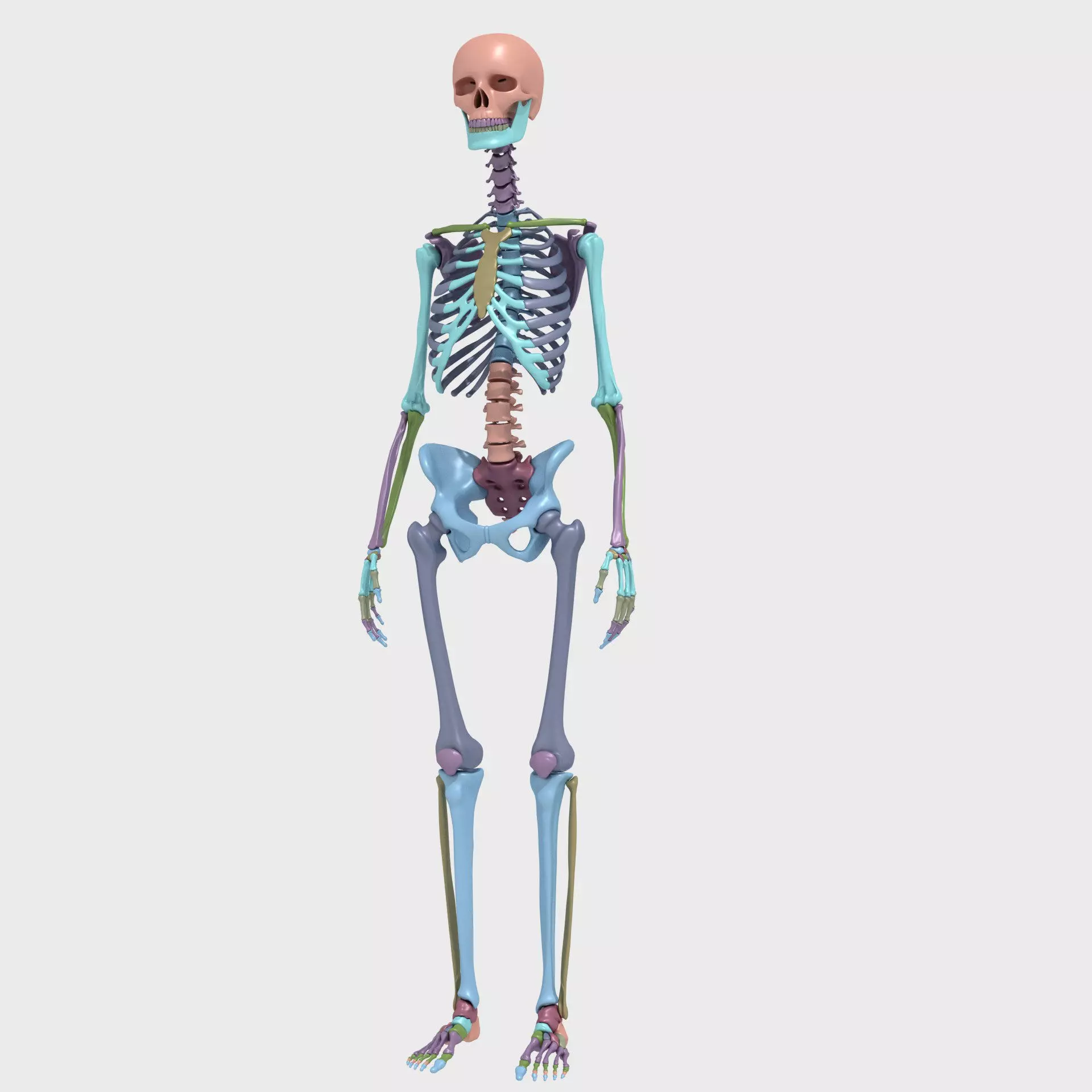 Plastic skeleton 3D model_0