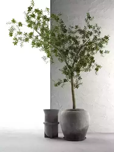 Outdoor Pots with Olive Tree 3D model