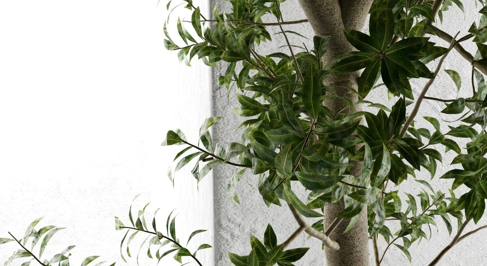 Outdoor Pots with Olive Tree 3D model_2