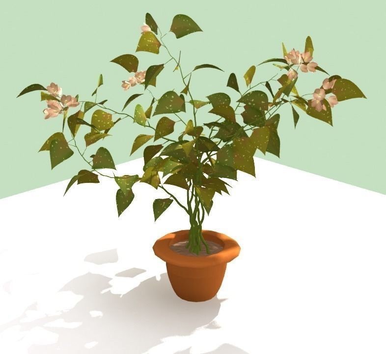 Begonia plant in pot 3D model_0