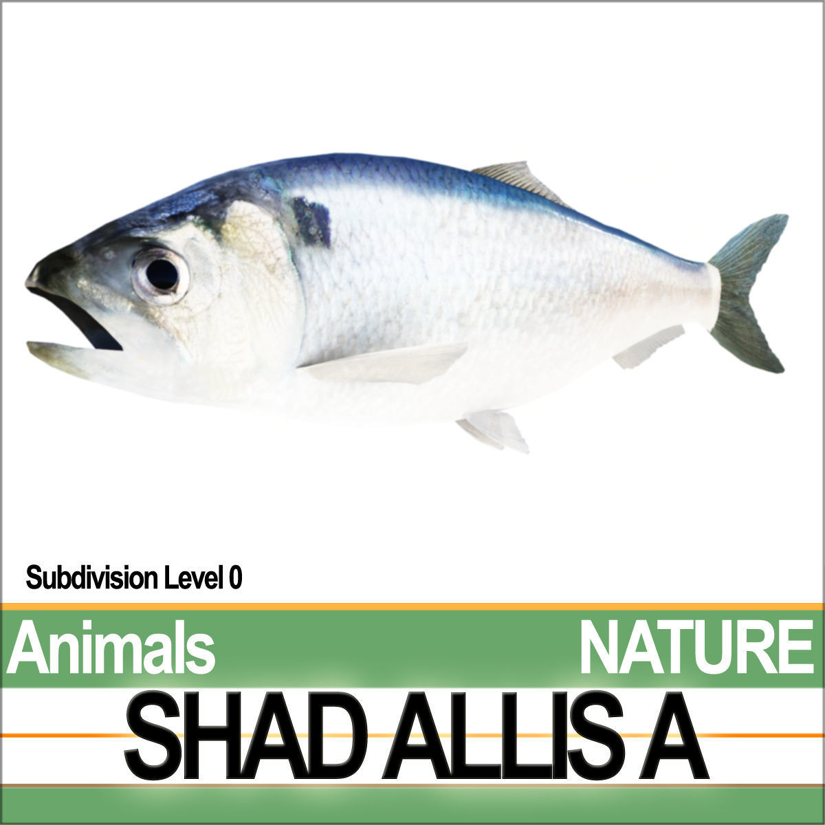 Allis Shad A 3D model_3