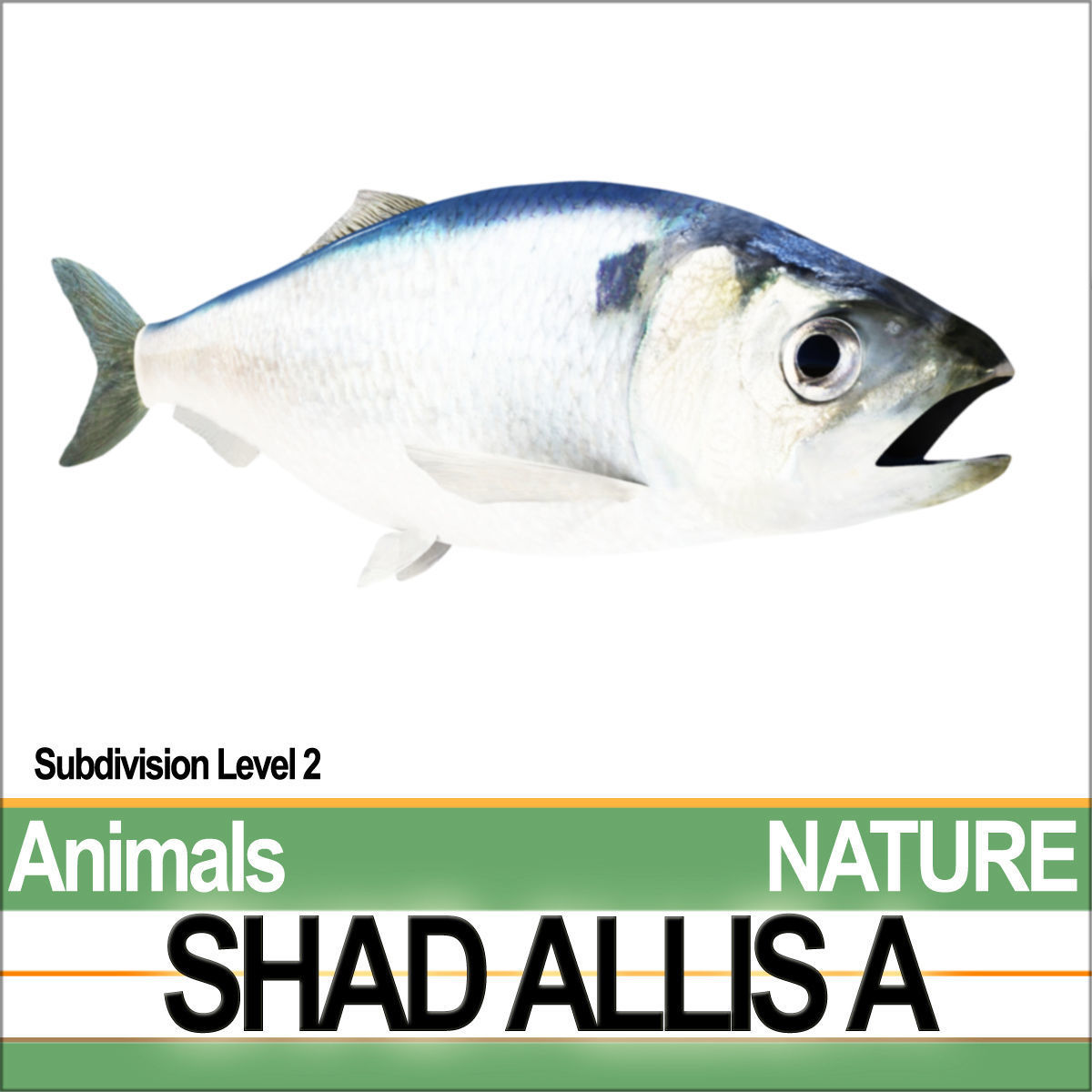 Allis Shad A 3D model_4