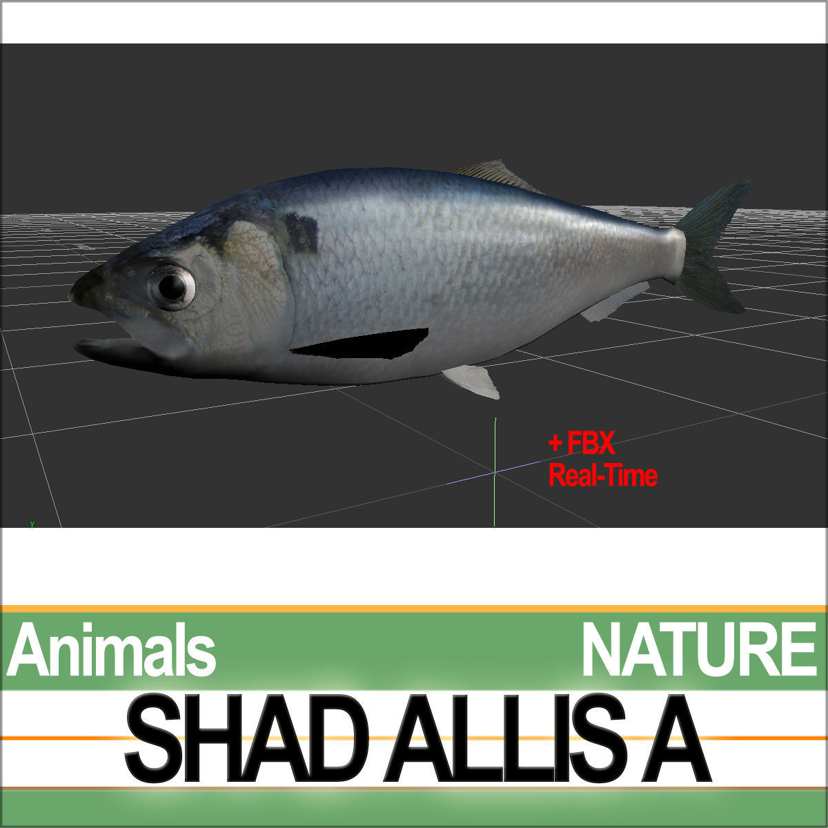 Allis Shad A 3D model_2